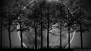 Spooky Black and White Silhouette of Bare Trees Against a Giant Moon HD wallpaper