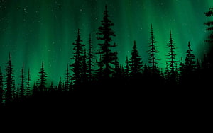 Green Aurora Borealis Over Silhouetted Pine Forest at Night HD wallpaper