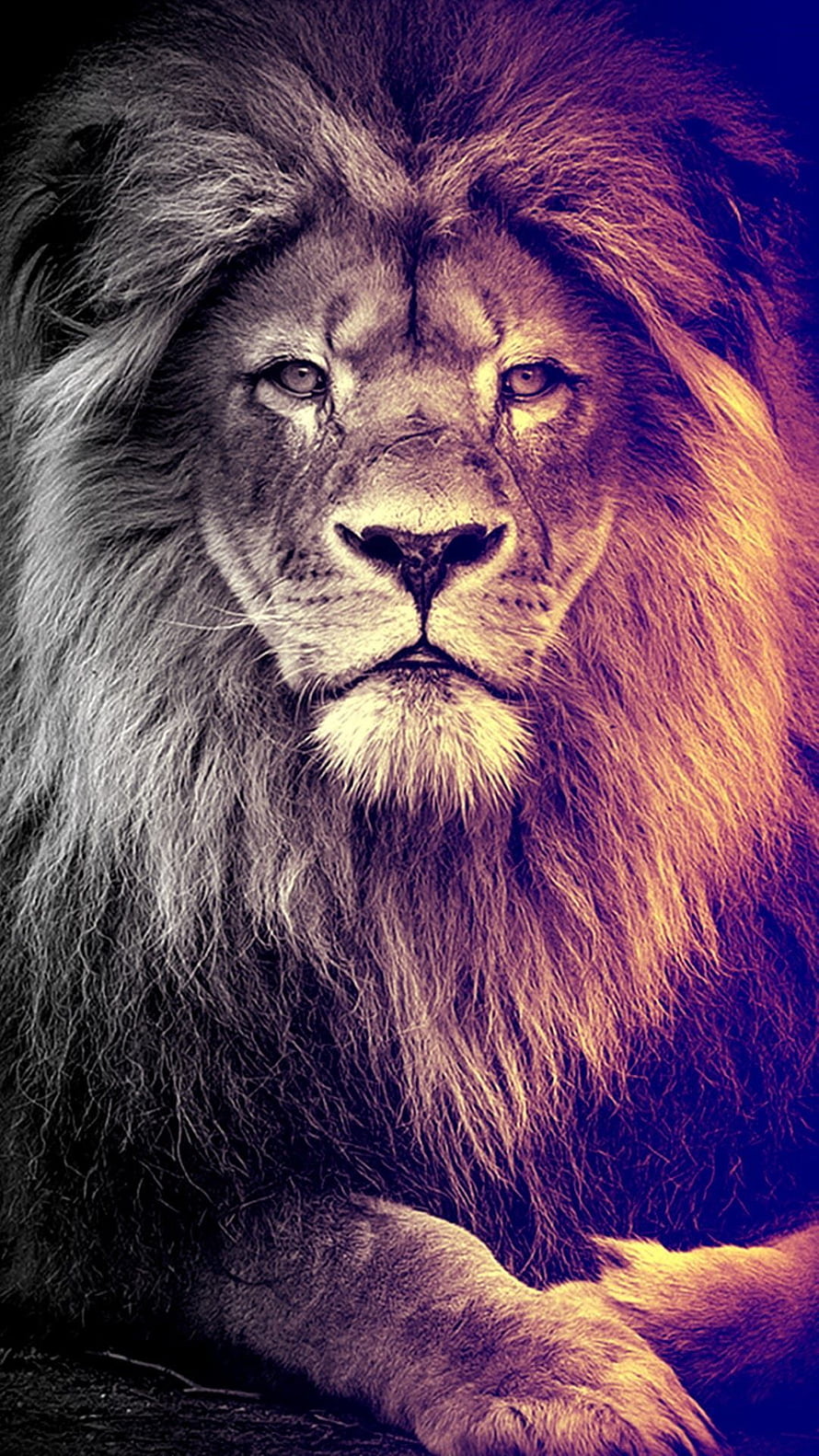 Majestic Male Lion Portrait With Dramatic Warm Lighting And Full Mane HD phone wallpaper