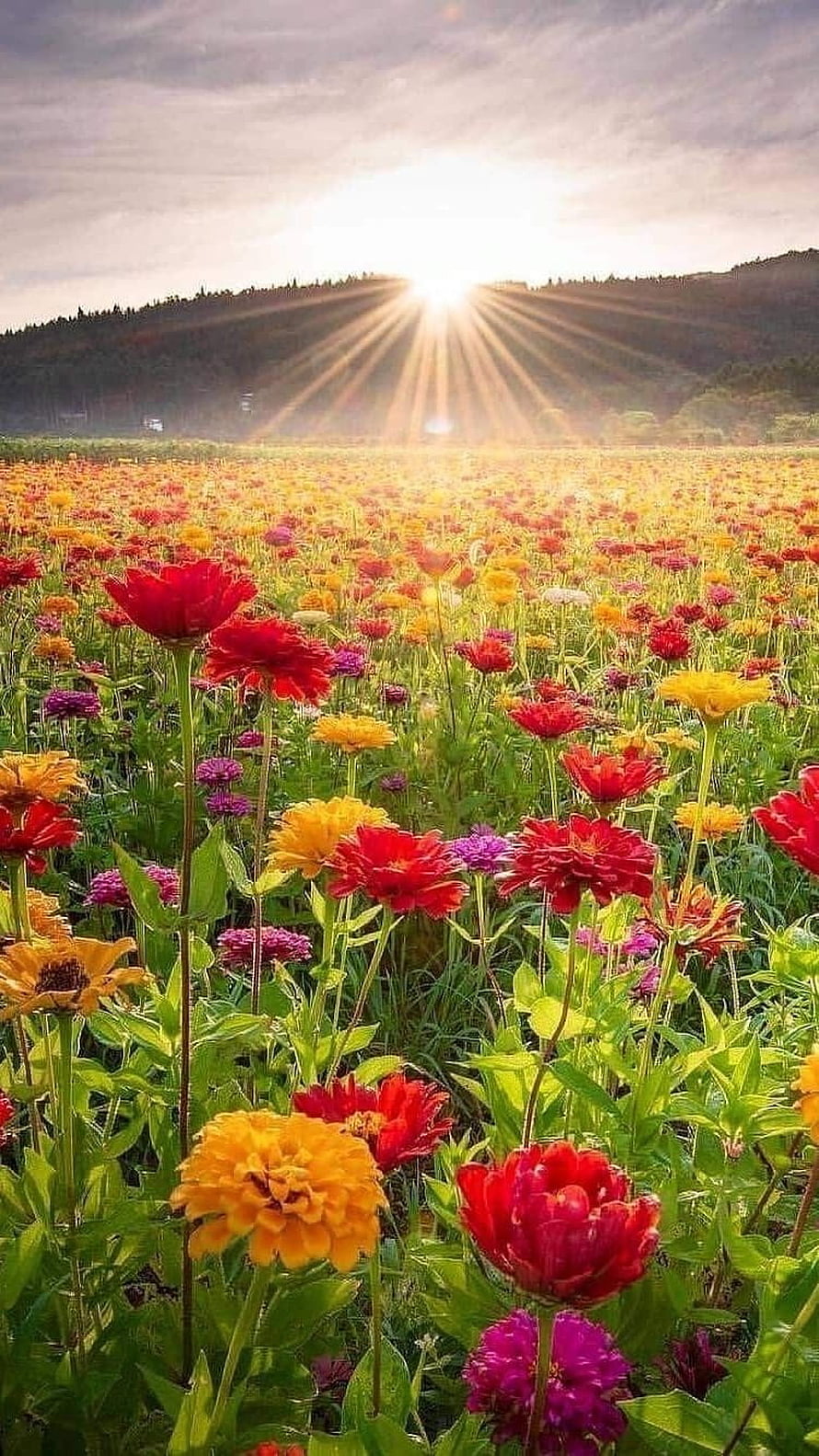 Vibrant Zinnia Meadow at Golden Hour with Sunburst Over Distant Hills HD phone wallpaper