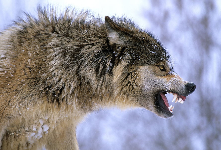 Close-up of a snarling gray wolf with bared teeth in a snowy winter landscape HD wallpaper