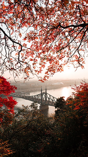 Chain Bridge in Budapest framed by vibrant red autumn foliage and misty Danube River HD phone wallpaper
