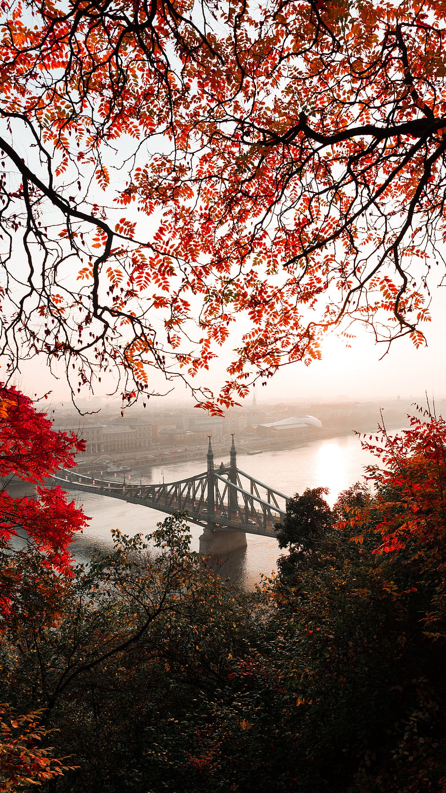 Chain Bridge in Budapest framed by vibrant red autumn foliage and misty Danube River HD phone wallpaper