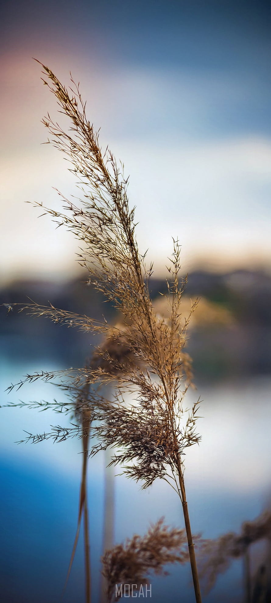 Golden reeds swaying gently against a soft blue and pink sunset sky with blurred water background HD phone wallpaper