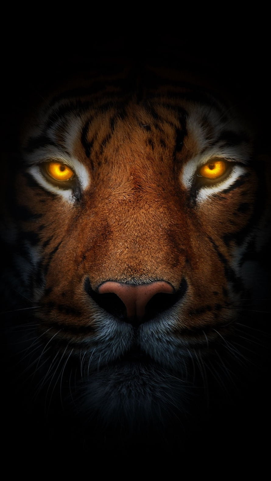Majestic Tiger Face With Glowing Amber Eyes In Dark Shadows HD phone wallpaper