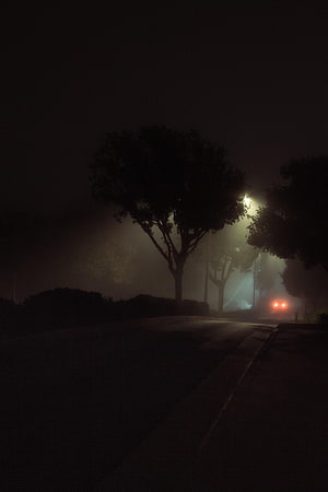 Eerie Foggy Street at Night with Streetlights and Silhouetted Trees HD phone wallpaper