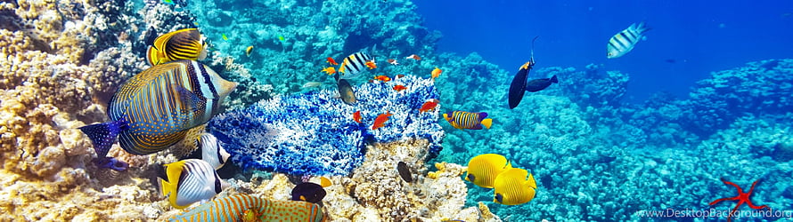 Vibrant Tropical Fish Schooling Over a Colorful Coral Reef in Clear Blue Ocean Water HD wallpaper