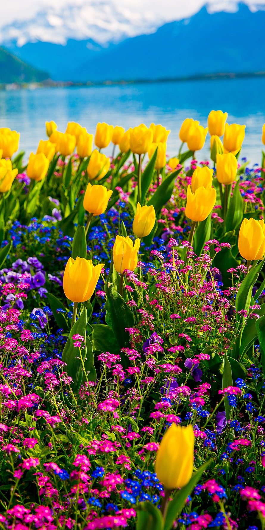 Vibrant Yellow Tulips and Wildflowers Blooming Along Lake Geneva in Montreux Switzerland HD phone wallpaper