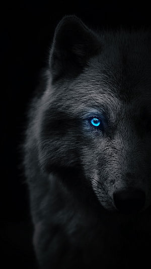 Mysterious Black Wolf With Glowing Blue Eyes In Dark Shadows HD phone wallpaper