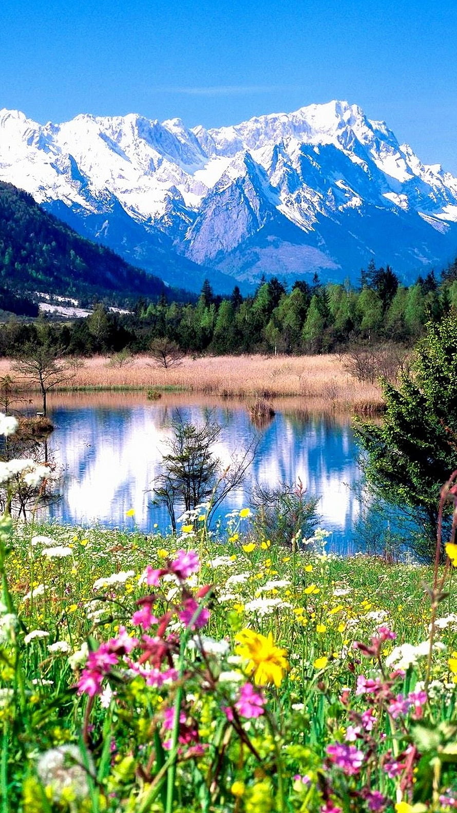 Alpine Lake Reflections With Snow-Capped Peaks And Spring Wildflowers HD phone wallpaper