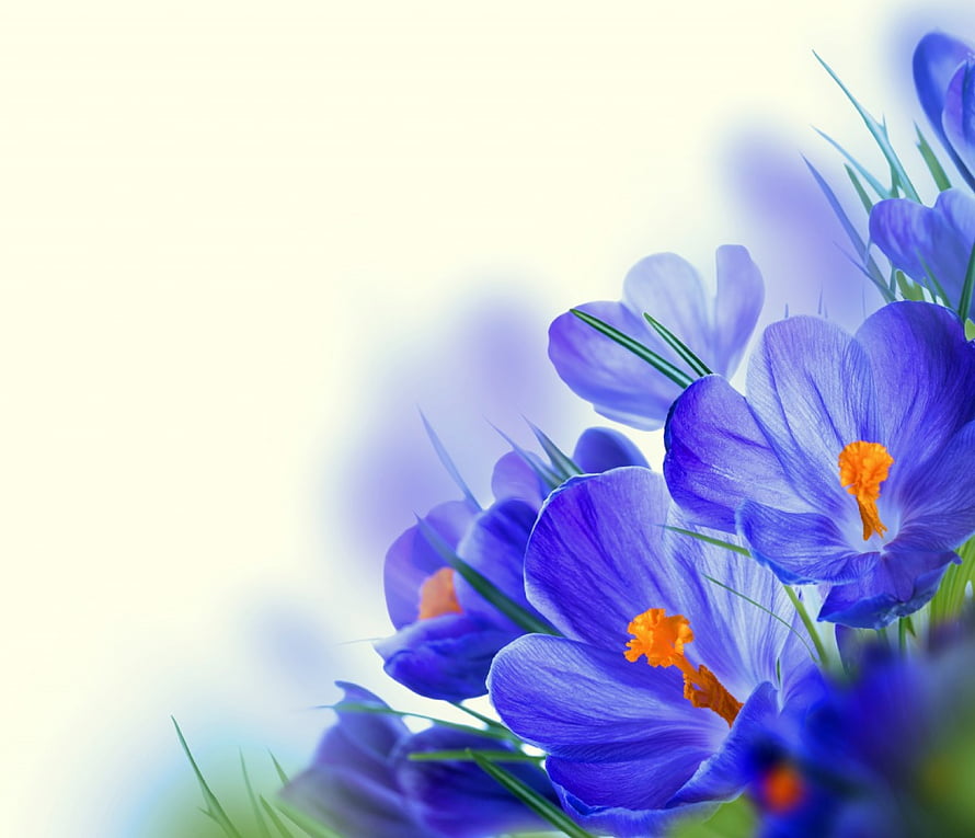 Vibrant Purple Crocus Blooms with Orange Centers in a Soft Spring Setting HD wallpaper