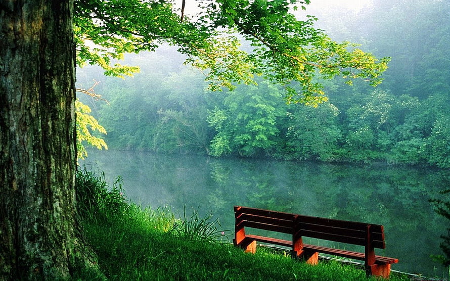 Serene Wooden Bench Overlooking Misty Lake in Lush Green Forest HD wallpaper