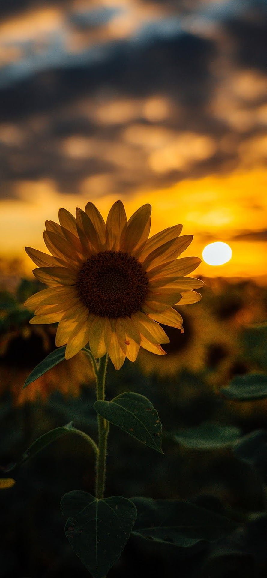 Sunflower Silhouette Against Golden Sunset Sky HD phone wallpaper