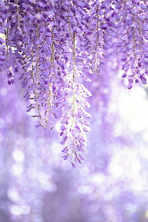Delicate Purple Wisteria Blossoms Hanging in Soft Spring Light HD phone wallpaper