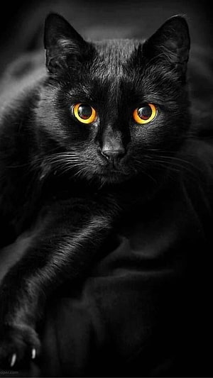 Majestic Black Cat with Intense Golden Eyes in Dramatic Low-Light Portrait HD phone wallpaper