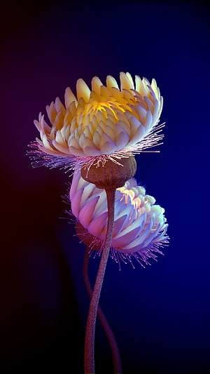 Glowing Bioluminescent Flowers with Neon Petals and Filaments on Dark Background HD phone wallpaper