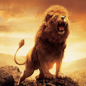 Majestic Male Lion Roaring on Rocky Outcrop at Sunset HD phone wallpaper