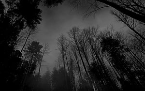 Dark and Moody Black and White Forest Silhouette with Tall Trees HD wallpaper