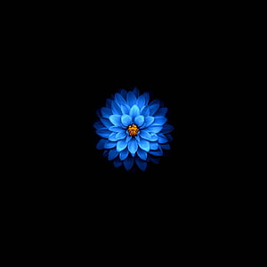 Vibrant Blue Dahlia Flower with Orange Center on Black Background HD phone wallpaper