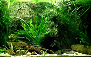 Lush Freshwater Aquarium Landscape With Dense Green Aquatic Plants And Rocks HD wallpaper