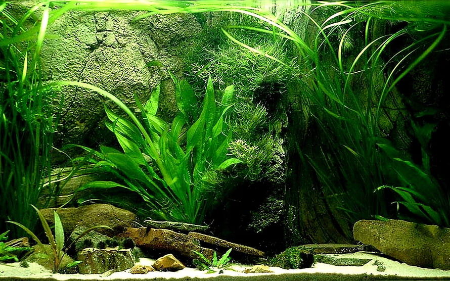 Lush Freshwater Aquarium Landscape With Dense Green Aquatic Plants And Rocks HD wallpaper