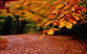 Vibrant autumn foliage on a branch with a blurred forest path and leaf-covered ground in warm golden light HD wallpaper