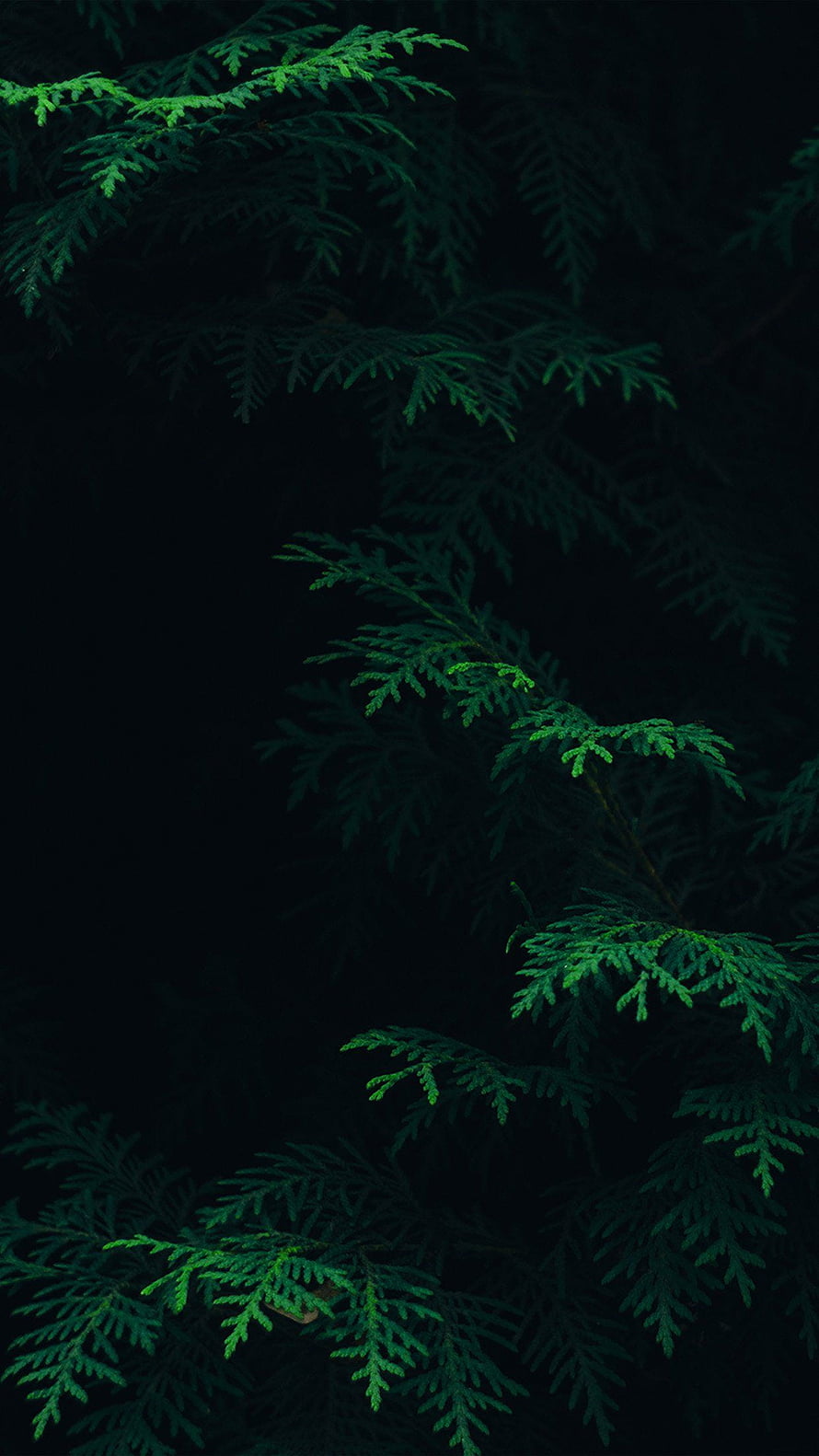 Dark Green Pine Branches Against Black Background HD phone wallpaper