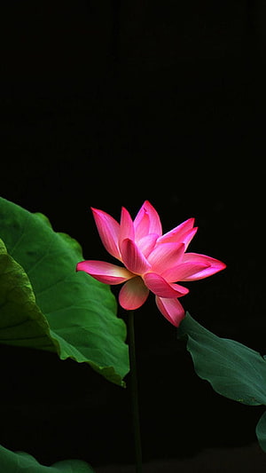 Vibrant Pink Lotus Flower in Full Bloom Against a Dark Background HD phone wallpaper