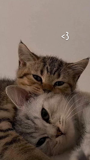 Two Cuddling Kittens Snuggling Together in a Cozy Embrace HD phone wallpaper