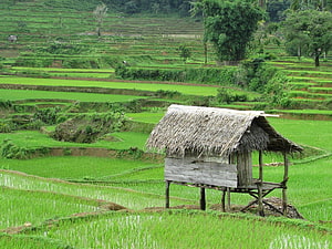 Rustic Thatched Hut Amidst Lush Green Rice Terraces HD wallpaper