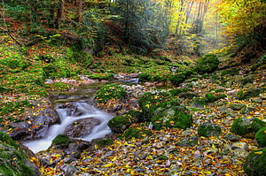 Mossy Rocks and Flowing Stream in a Vibrant Autumn Forest Landscape HD wallpaper