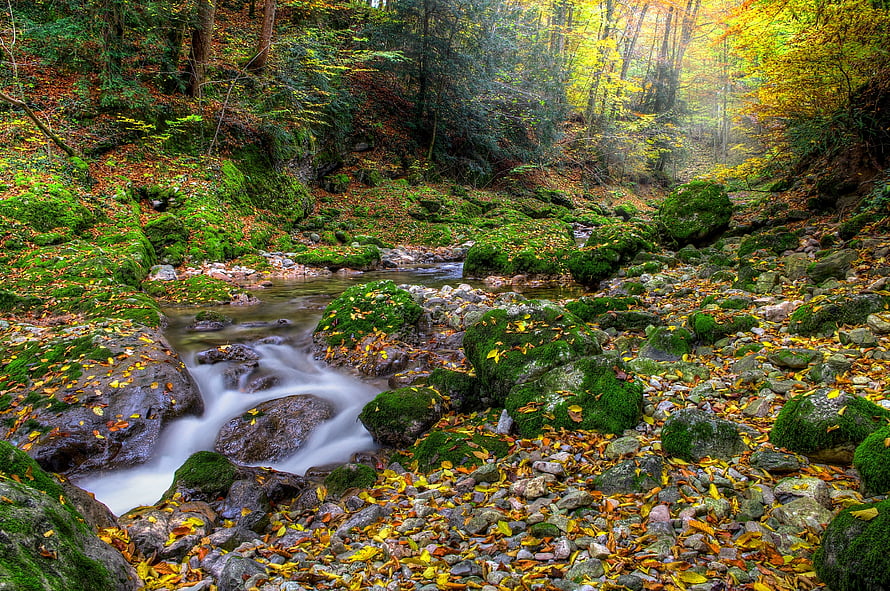 Mossy Rocks and Flowing Stream in a Vibrant Autumn Forest Landscape HD wallpaper