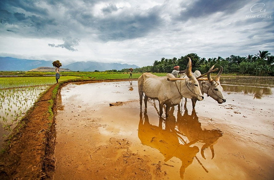 Water Buffalo Plowing a Flooded Rice Paddy in a Rural Indian Village Landscape HD wallpaper