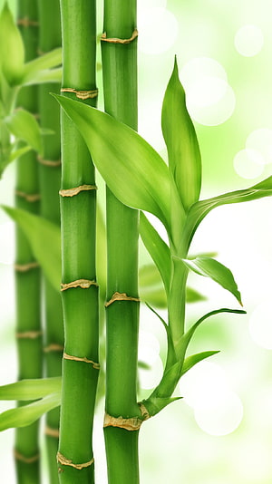 Vibrant Green Lucky Bamboo Stalks With Fresh Leaves And Soft Bokeh Background HD phone wallpaper
