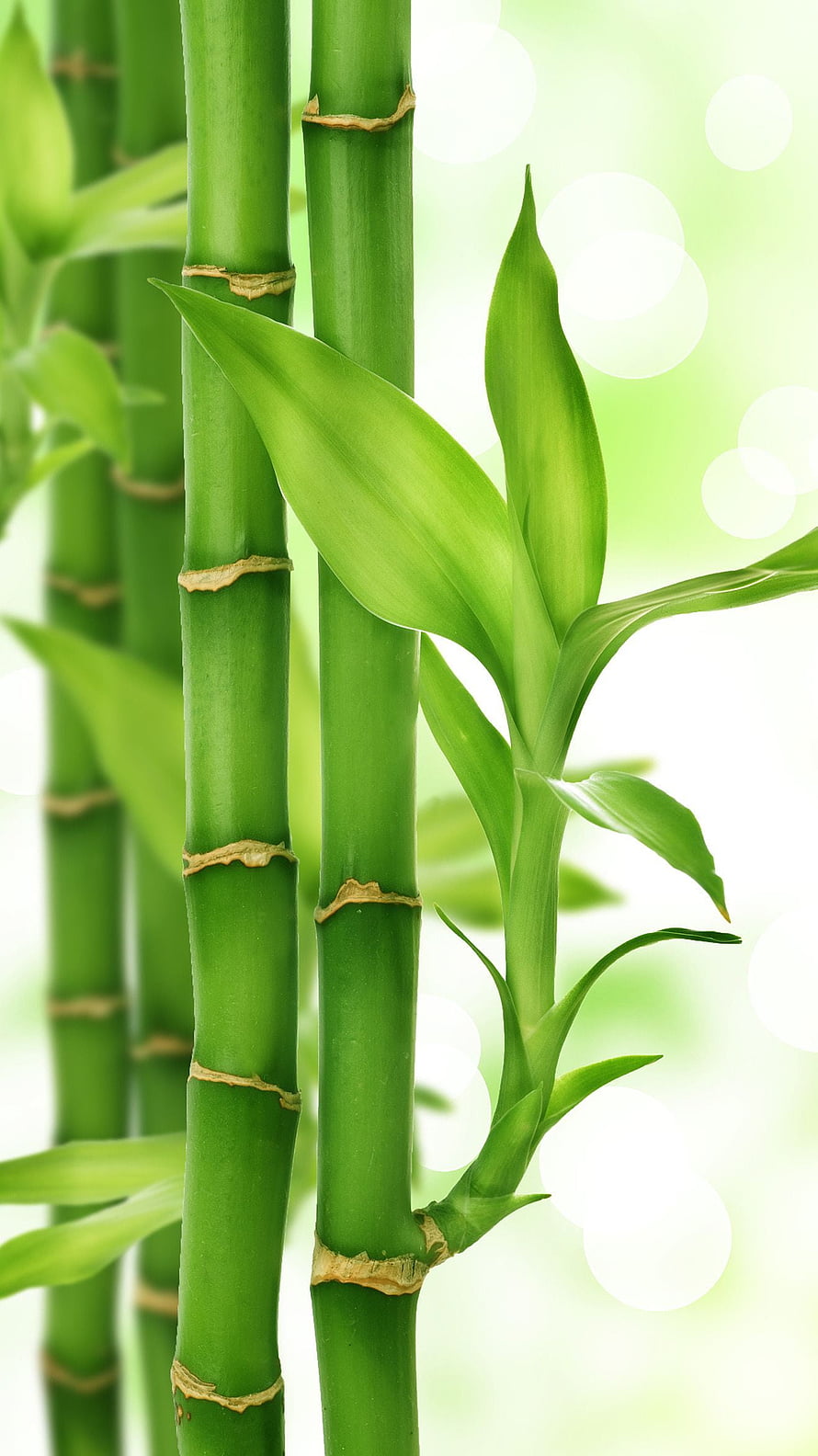 Vibrant Green Lucky Bamboo Stalks With Fresh Leaves And Soft Bokeh Background HD phone wallpaper