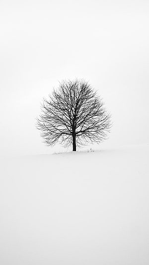 Minimalist Bare Tree Silhouette in Snowy Winter Landscape HD phone wallpaper