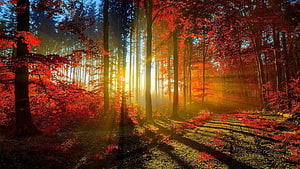 Sunlight streaming through a vibrant autumn forest with red foliage and misty atmosphere HD wallpaper