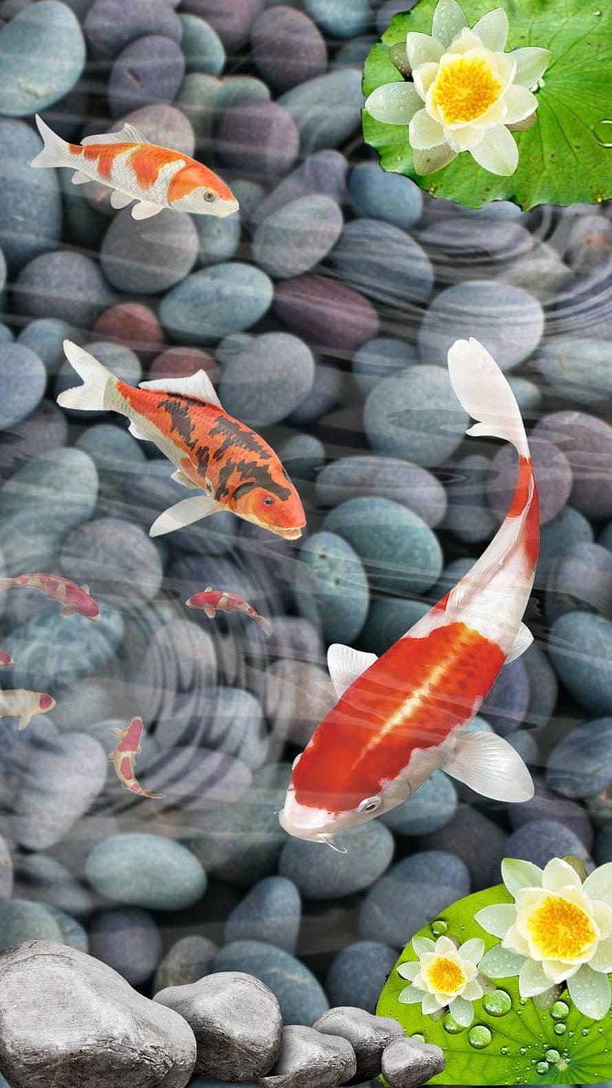 Vibrant Koi Fish Swimming in a Serene Pond with Water Lilies and Smooth Stones HD phone wallpaper