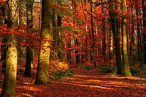 Sunlit Autumn Forest Path With Vibrant Red Foliage And Fallen Leaves HD wallpaper