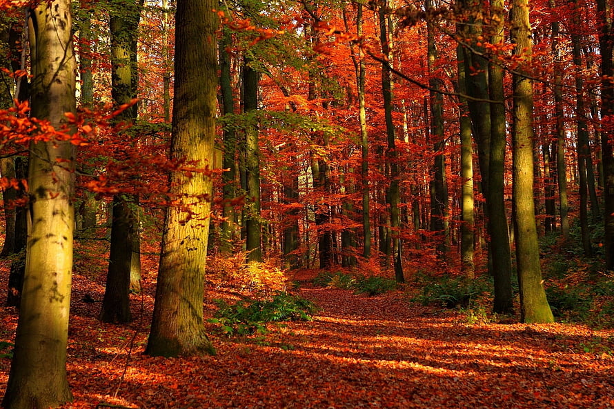 Sunlit Autumn Forest Path With Vibrant Red Foliage And Fallen Leaves HD wallpaper