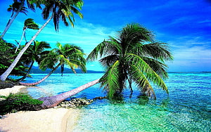 Tropical Paradise Beach with Palm Trees and Turquoise Ocean Water HD wallpaper