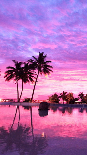 Serene tropical sunset with palm trees silhouetted against a vibrant pink and purple sky reflected in calm water HD phone wallpaper