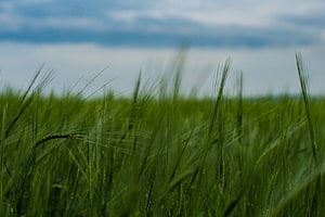 Lush Green Wheat Field Under a Dramatic Cloudy Sky HD wallpaper