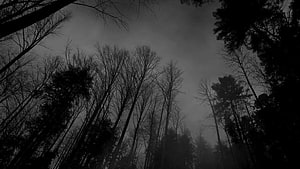 Dark Silhouetted Trees Against A Foggy Grey Sky In A Spooky Forest HD wallpaper