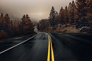 Winding Wet Mountain Road Through Pine Forest in Misty Fog HD wallpaper