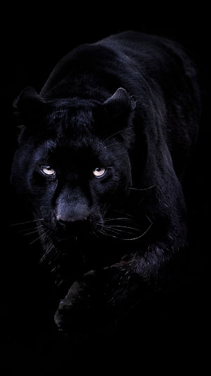Mysterious Black Panther Stalking in Darkness with Glowing Eyes HD phone wallpaper