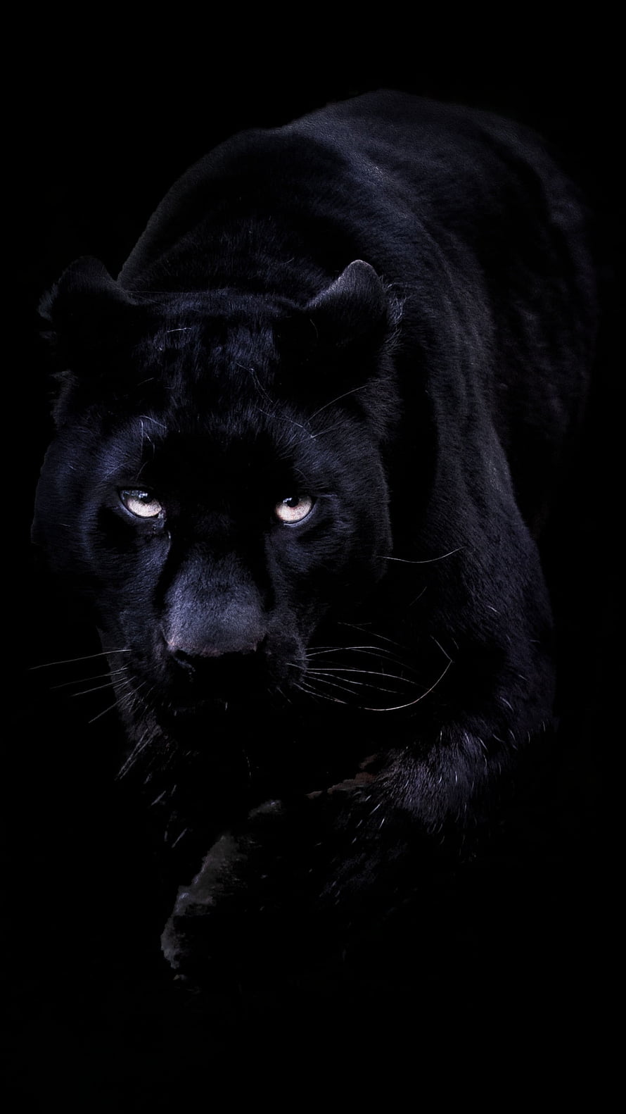 Mysterious Black Panther Stalking in Darkness with Glowing Eyes HD phone wallpaper