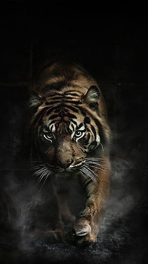 Majestic Tiger Walking Through Dark Misty Atmosphere HD phone wallpaper