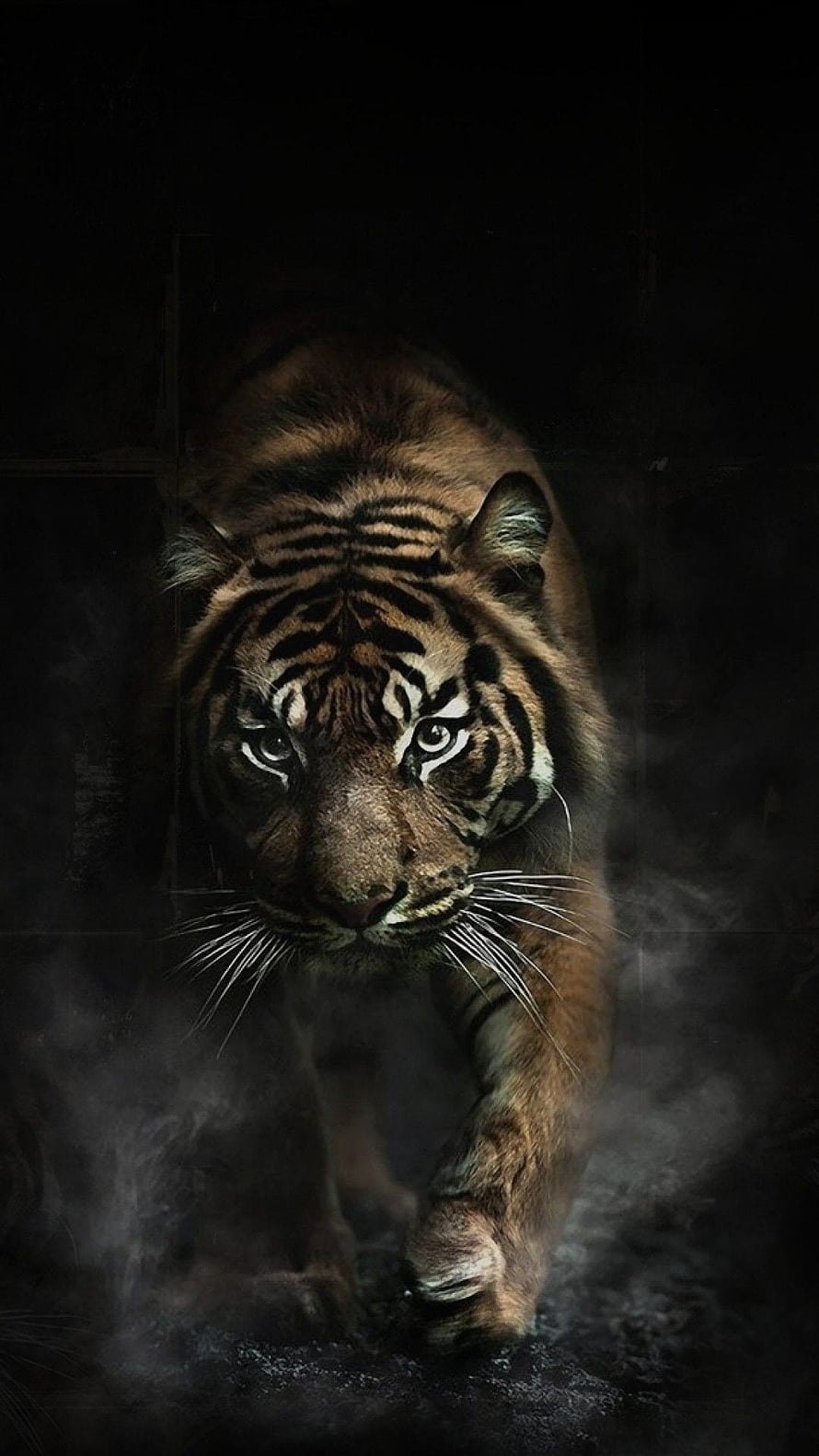 Majestic Tiger Walking Through Dark Misty Atmosphere HD phone wallpaper