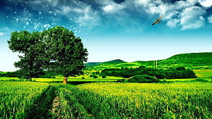 Vibrant Green Pasture With Lone Tree And Distant Hills Under Blue Sky HD wallpaper